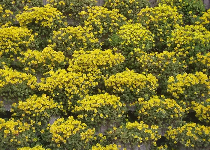 Maria-luise קאפל